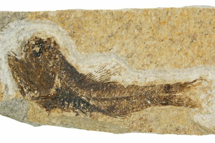 Oligocene Fossil Lanternfish (Eomyctophum) - Poland #374304